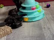 Curious Kittens Playing With Tower of Tracks