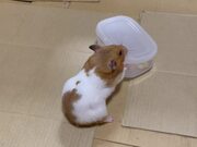 Hamster Opens a Container in 'Record Time'