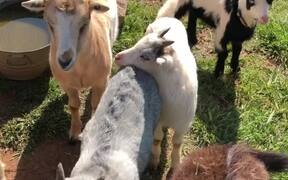Adorable 'Fainting' Goats - Animals - VIDEOTIME.COM