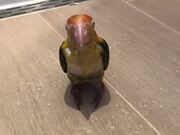 Caique Parrot Enjoys His First-Ever Shower 