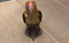 Caique Parrot Enjoys His First-Ever Shower  - Animals - VIDEOTIME.COM
