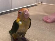 Caique Parrot Enjoys His First-Ever Shower 
