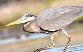 A Great Blue Heron Smartly Catching Its Prey - Animals - VIDEOTIME.COM