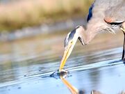 A Great Blue Heron Smartly Catching Its Prey