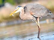 A Great Blue Heron Smartly Catching Its Prey