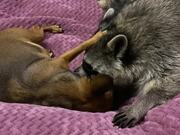 Raccoon And Dog Show Each Other Some Tough Love