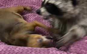 Raccoon And Dog Show Each Other Some Tough Love - Animals - VIDEOTIME.COM