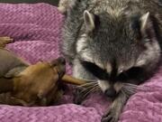 Raccoon And Dog Show Each Other Some Tough Love