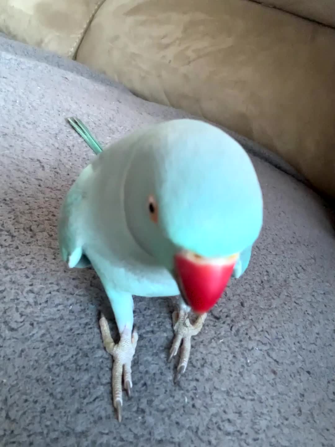 This Cute Blue Parrot Is A Chatterbox