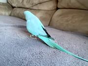 This Cute Blue Parrot Is A Chatterbox