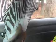 Hungry Zebra Snatches Food Bucket