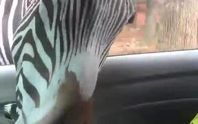 Hungry Zebra Snatches Food Bucket - Animals - VIDEOTIME.COM