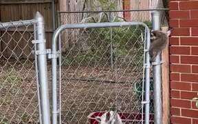Mom Raccoon Comes To The Rescue Of Her Baby - Animals - VIDEOTIME.COM