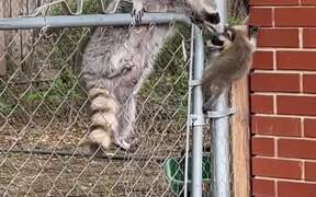 Mom Raccoon Comes To The Rescue Of Her Baby - Animals - VIDEOTIME.COM