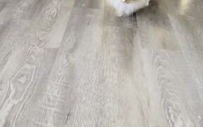Buoyant Cat Moves Around The House Like A Bunny