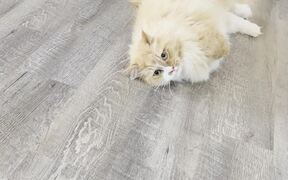 Buoyant Cat Moves Around The House Like A Bunny - Animals - VIDEOTIME.COM