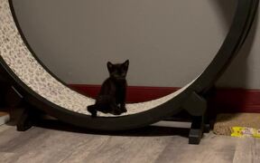 Foster Kitten Runs On Giant Hamster Wheel - Animals - VIDEOTIME.COM