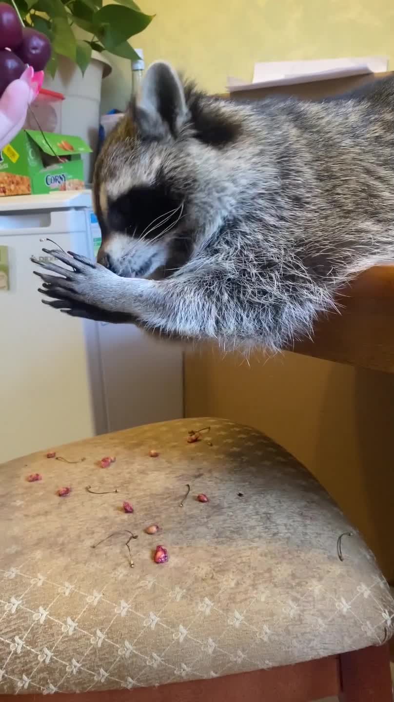 Hungry Raccoon Enjoys Eating Juicy Cherries 