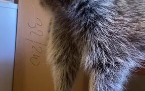 Hungry Raccoon Enjoys Eating Juicy Cherries  - Animals - VIDEOTIME.COM