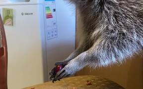 Hungry Raccoon Enjoys Eating Juicy Cherries  - Animals - VIDEOTIME.COM