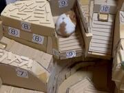 Hungry Hamster Completes A 'Jumpy' Obstacle Course