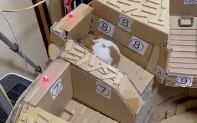 Hungry Hamster Completes A 'Jumpy' Obstacle Course - Animals - VIDEOTIME.COM