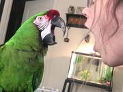 An Observant Macaw Mimicking Her Owner
