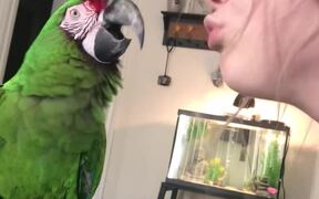 An Observant Macaw Mimicking Her Owner - Animals - VIDEOTIME.COM