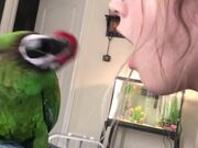 An Observant Macaw Mimicking Her Owner