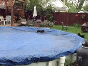 Dogs Run Around in Covered Pool