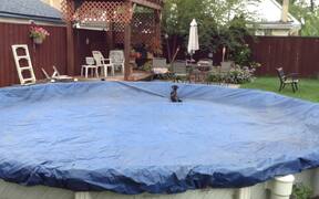 Dogs Run Around in Covered Pool - Animals - VIDEOTIME.COM