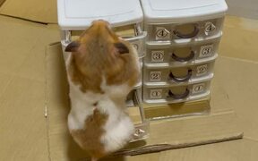 Hamster Opens Miniature Boxes Looking For Food - Animals - VIDEOTIME.COM