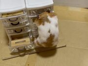 Hamster Opens Miniature Boxes Looking For Food