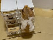 Hamster Opens Miniature Boxes Looking For Food