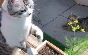 Kitty Proves That Cats Do Help Around The House - Animals - VIDEOTIME.COM