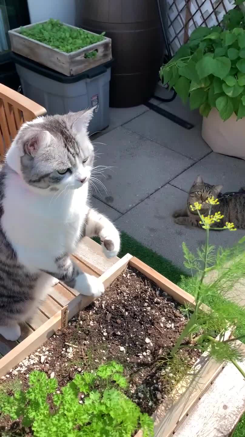 Kitty Proves That Cats Do Help Around The House