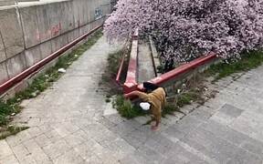 Young Man Spectacularly Fails While Parkouring - Sports - VIDEOTIME.COM