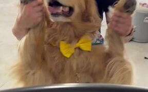Golden Retriever Wearing Yellow Bow Tie Dances - Animals - VIDEOTIME.COM