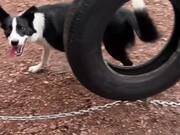 Border Collie Jumps Through Hanging Tire