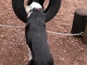 Border Collie Jumps Through Hanging Tire