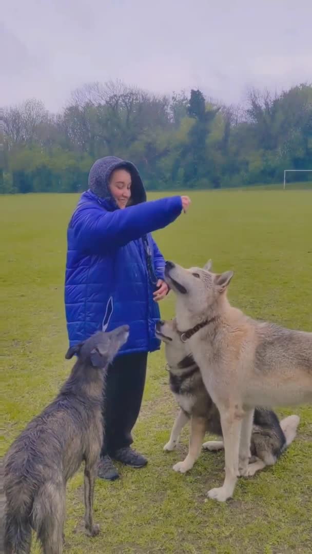 Wolfdogs Adorably Play With Woman