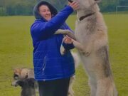 Wolfdogs Adorably Play With Woman - Animals - Y8.COM