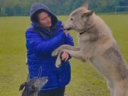 Wolfdogs Adorably Play With Woman