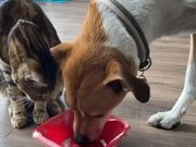 Dog Moves Away To Let Cat Finish Bowl of Milk