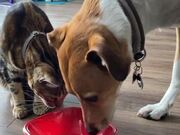 Dog Moves Away To Let Cat Finish Bowl of Milk