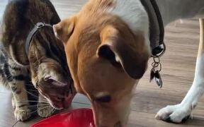 Dog Moves Away To Let Cat Finish Bowl of Milk - Animals - VIDEOTIME.COM