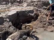 Man Rescues Bighorn Sheep Stuck in Mud