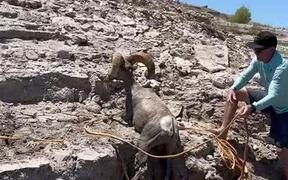 Man Rescues Bighorn Sheep Stuck in Mud