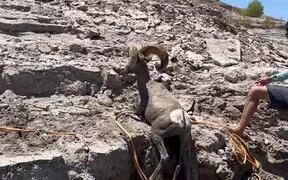 Man Rescues Bighorn Sheep Stuck in Mud - Animals - VIDEOTIME.COM
