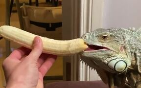 Dog Steals Banana From Iguana - Animals - VIDEOTIME.COM